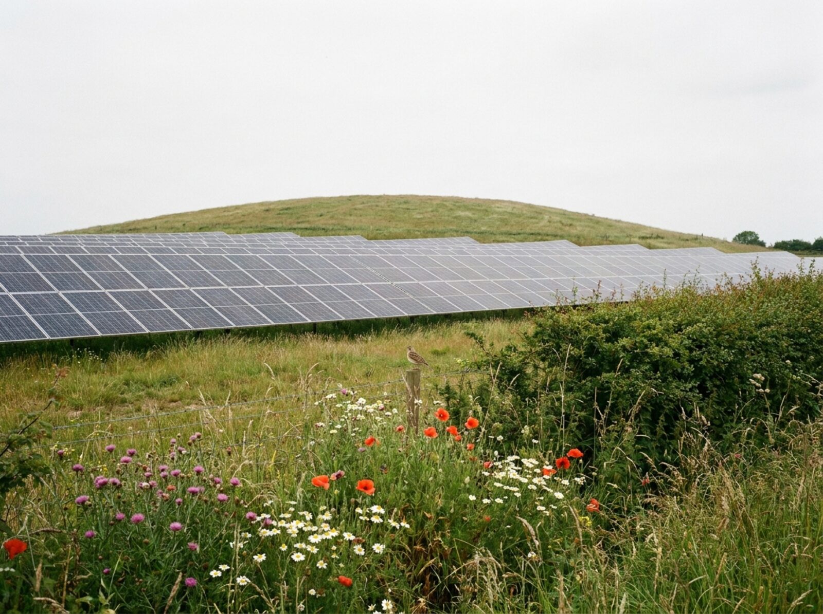 Rows of dark photovoltaic panels across a grassed former landfill mound with wildflower margins in the foreground